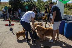 II Encontro de Raças - Golden Retriever