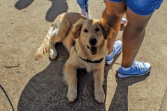 II Encontro de Raças - Golden Retriever