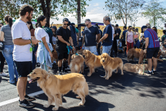 II Encontro de Raças - Golden Retriever