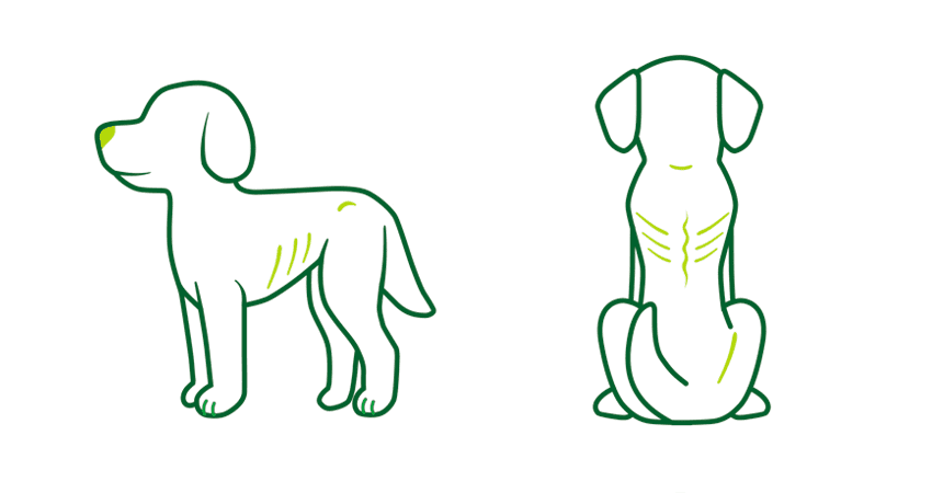 Dog 01