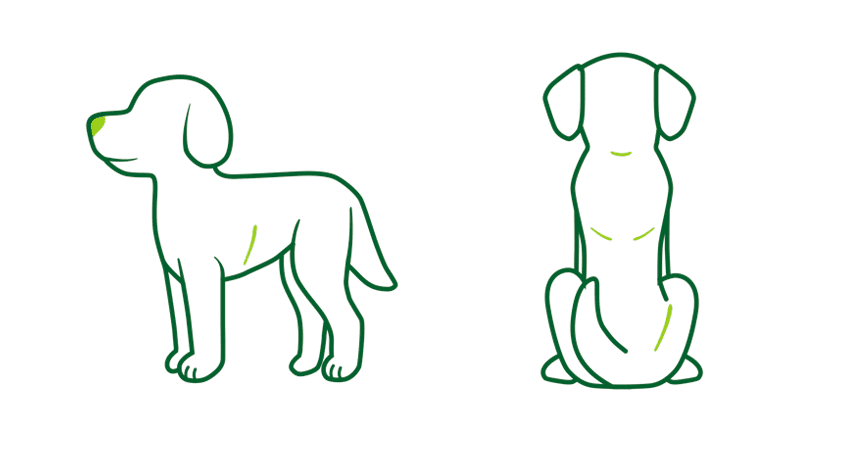 Dog 02