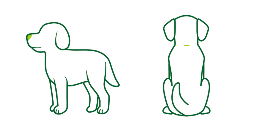 Dog 03