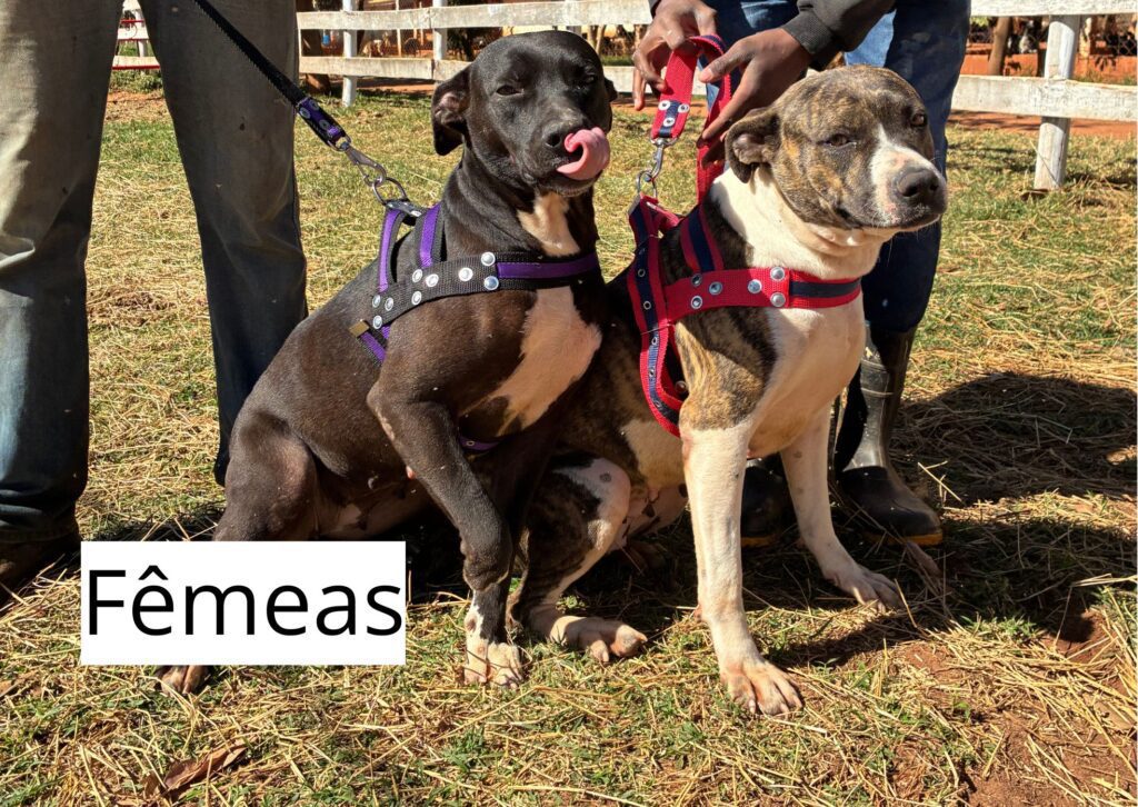 Fêmeas 1