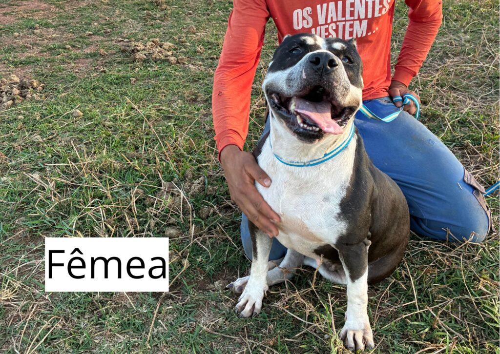 Fêmeas 2