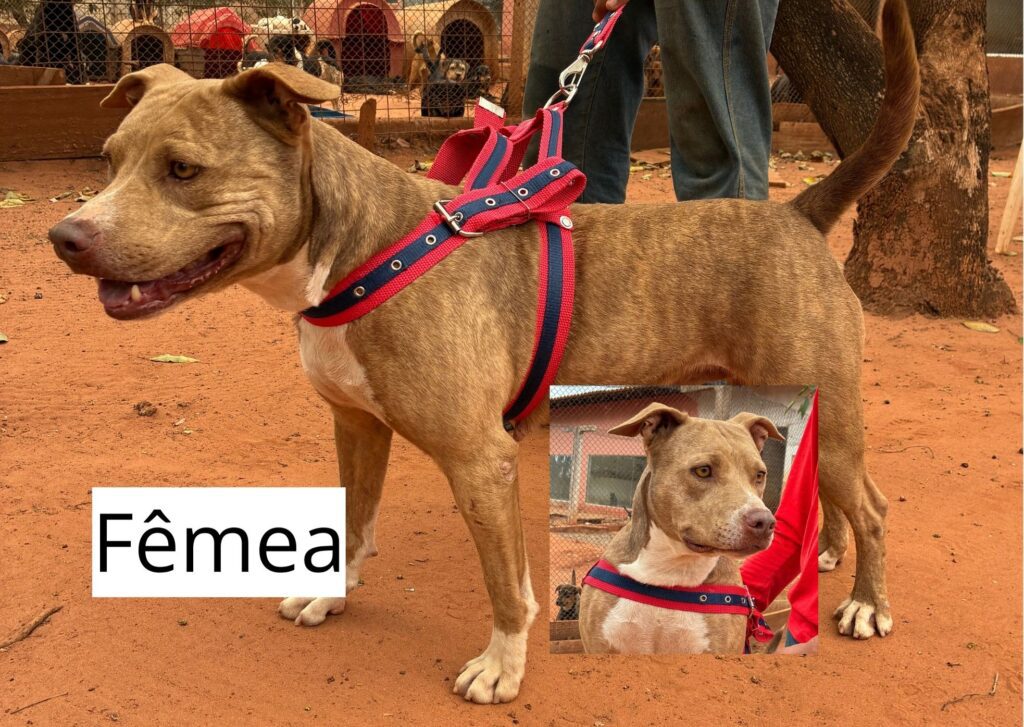 Fêmeas 11