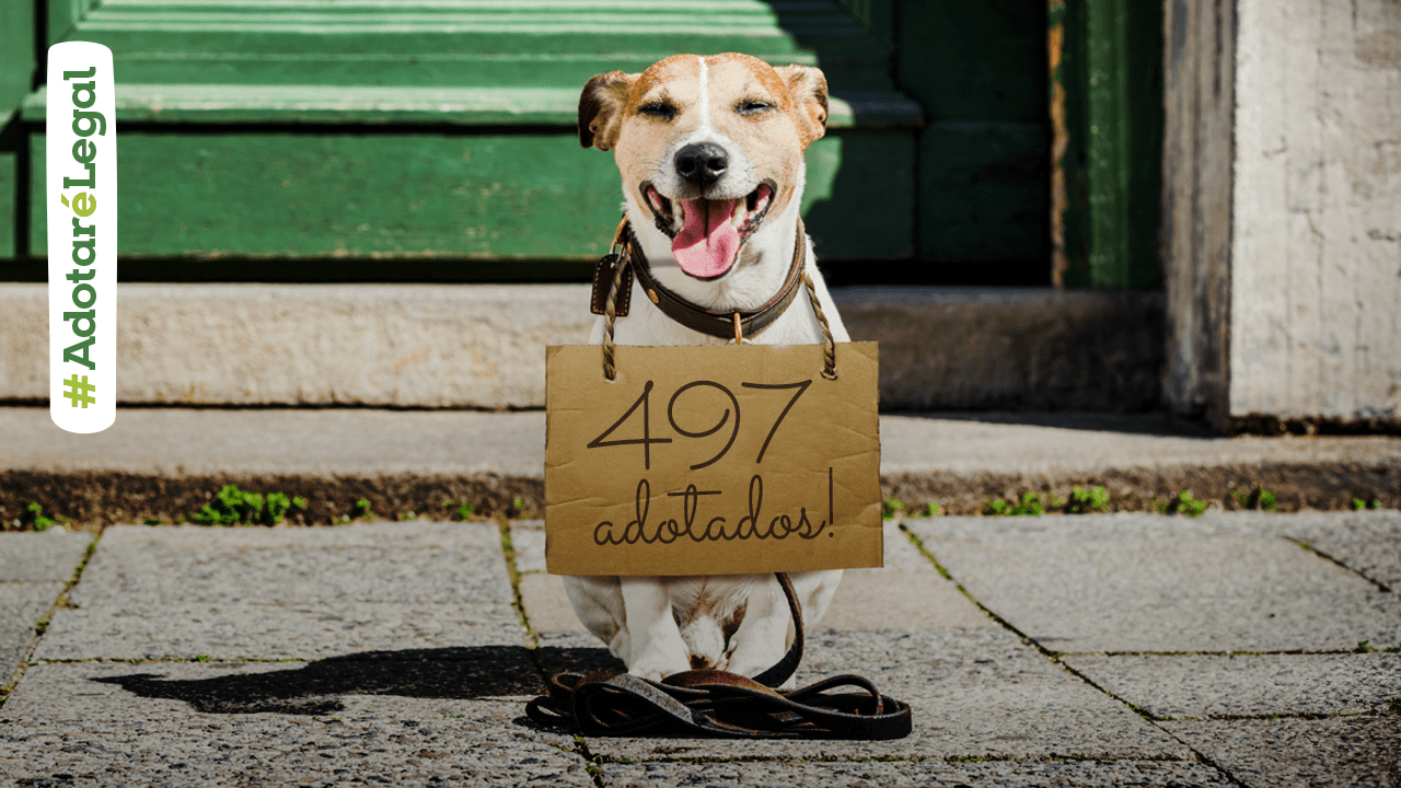 BLOG ADOTADOS 08 DEZEMBRO