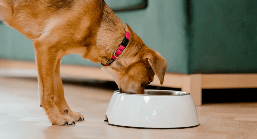 Pet nutricao