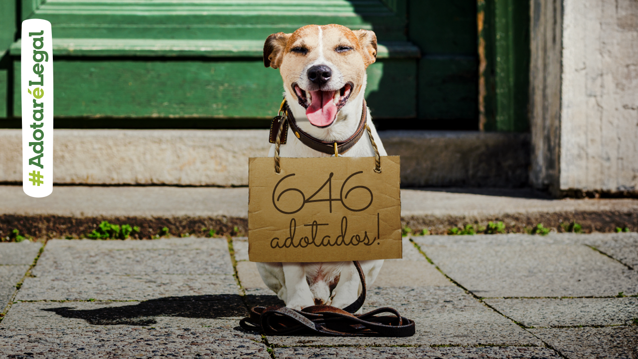 BLOG ADOTADOS AGOSTO
